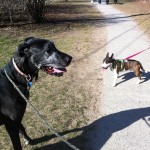 Billie and her friend Bear April 2012