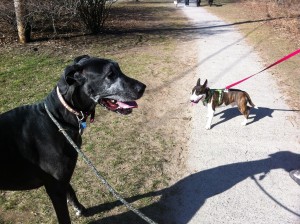 Billie and her friend Bear April 2012